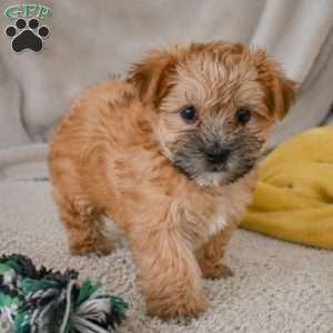 Benny, Morkie / Yorktese Puppy